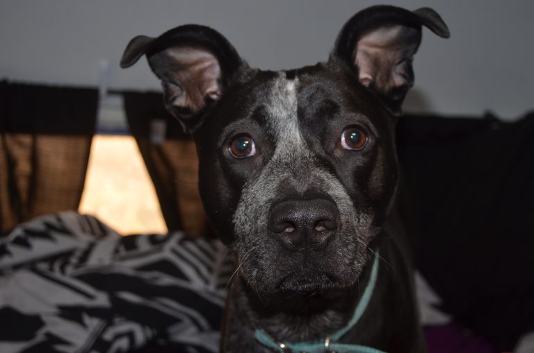 What To Do With Your Pets If You Need To Leave Your RV, Skoolie or Campervan